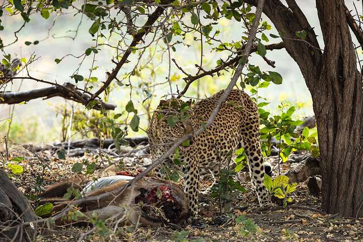 Leopard (Panthera Pardus) with a Waterbuck carcass, South Luangwa National Park