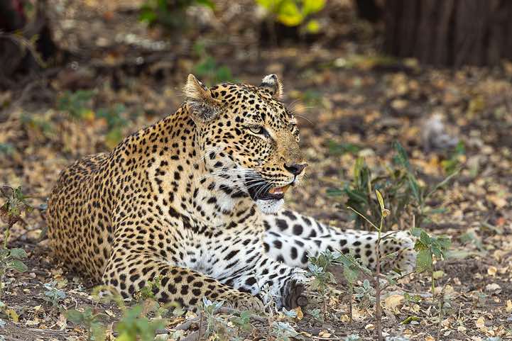 Leopard (Panthera Pardus), South Luangwa National Park