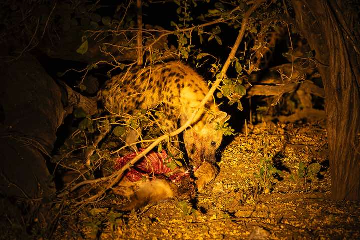 Spotted Hyena (Crocuta Crocuta) with a carcass, seen at night, South Luangwa National Park