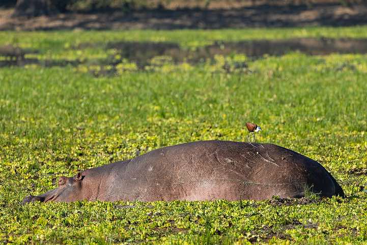 Resting Hippo (Hippopotamus Amphibius) with African Jacana (Actophilornis Africanus), South Luangwa National Park
