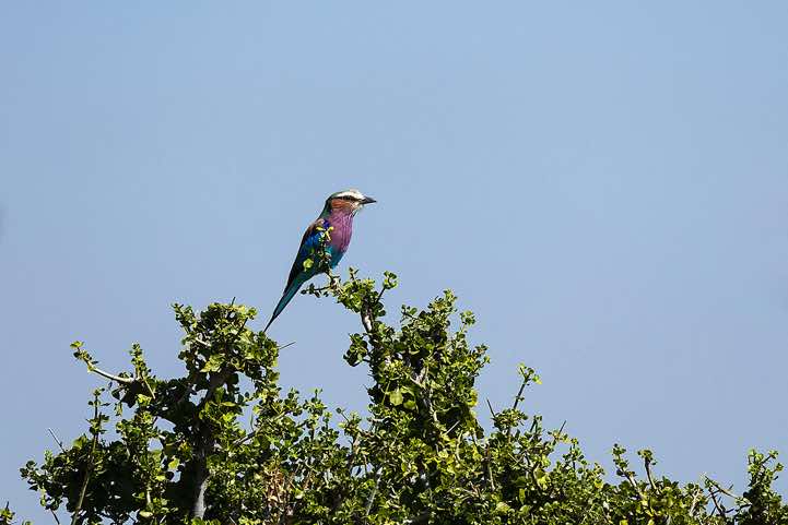 Lilac-breasted Roller (Coracias Caudatus), South Luangwa National Park