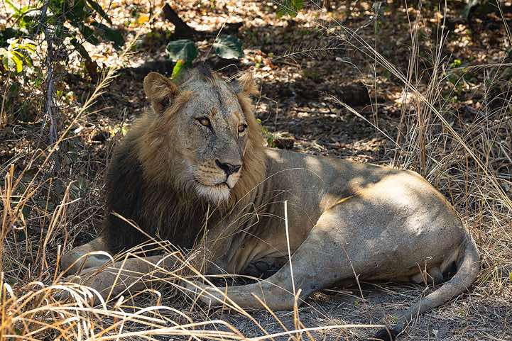 Male Lion, South Luangwa National Park