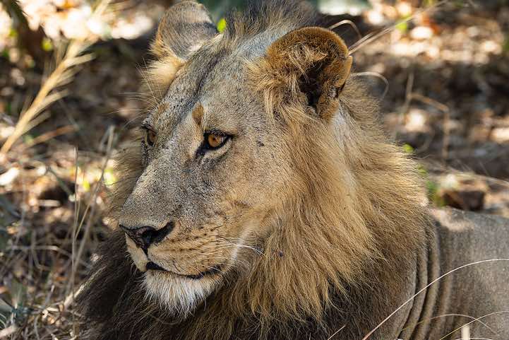 Male Lion, South Luangwa National Park