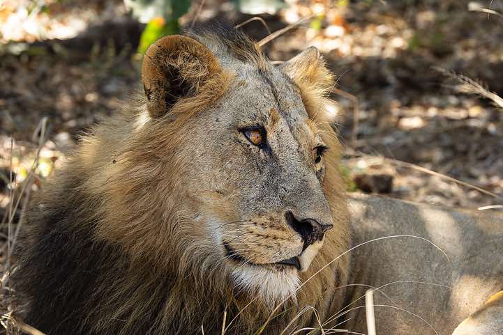 Male Lion, South Luangwa National Park