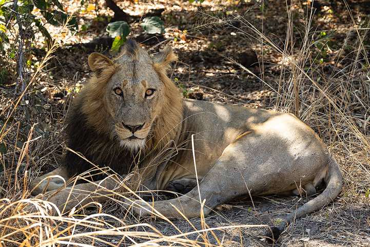 Male Lion, South Luangwa National Park