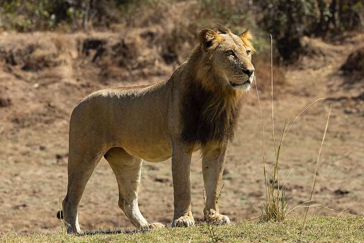 Male Lion standing alert, South Luangwa National Park