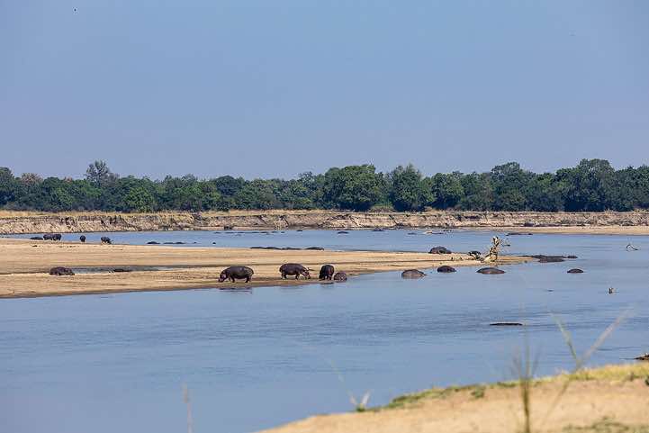 Hippos (Hippopotamus Amphibius), Luangwa River, South Luangwa National Park