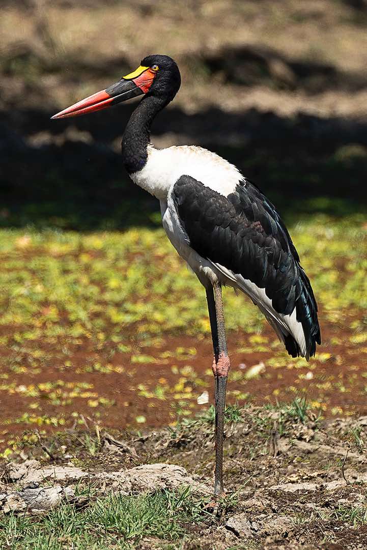 Saddle-billed Stork (Ephippiorhynchus Senegalensis), South Luangwa National Park
