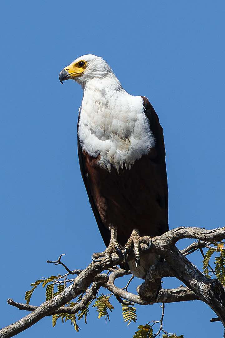 African Fish Eagle (Haliaeetus Vocifer), South Luangwa National Park