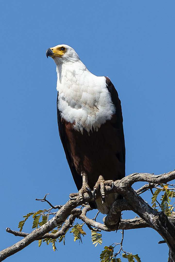 African Fish Eagle (Haliaeetus Vocifer), South Luangwa National Park