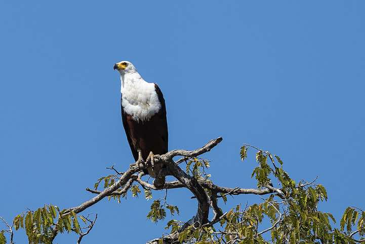 African Fish Eagle (Haliaeetus Vocifer), South Luangwa National Park