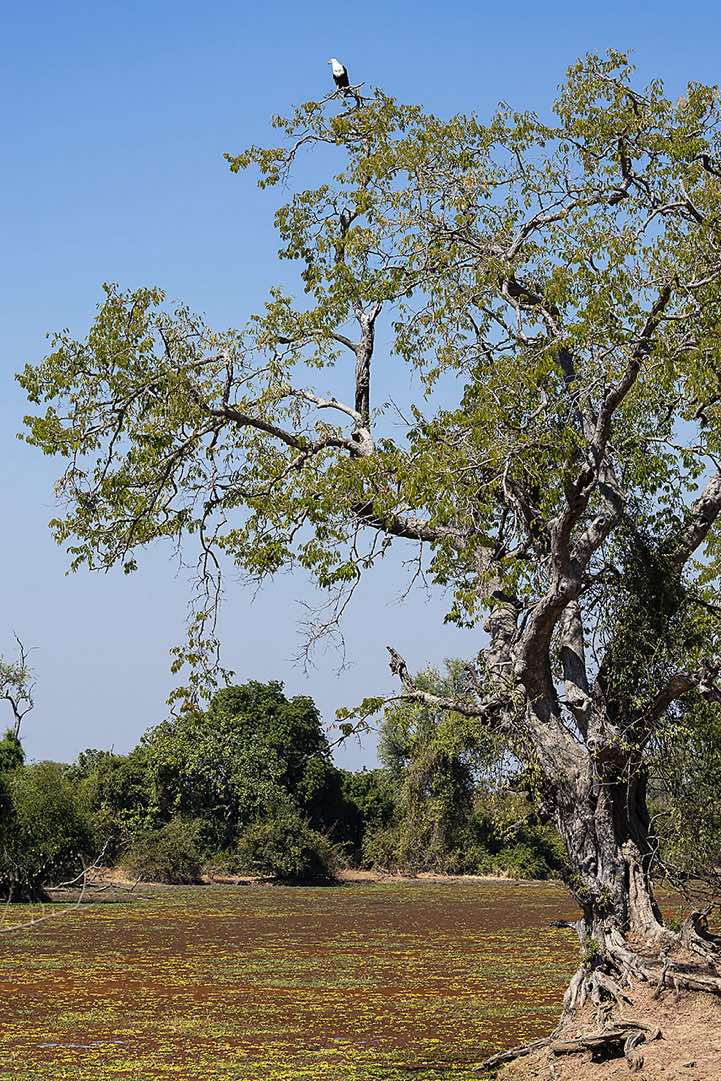 African Fish Eagle (Haliaeetus Vocifer) on top of a tree, South Luangwa National Park
