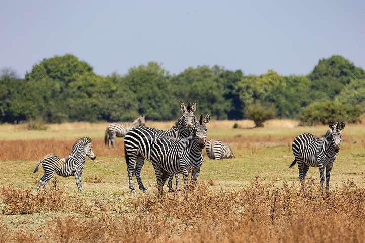 Crawshay's Zebra (Equus Quagga Crawshayi), South Luangwa National Park