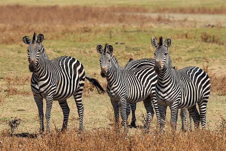Crawshay's Zebra (Equus Quagga Crawshayi), South Luangwa National Park