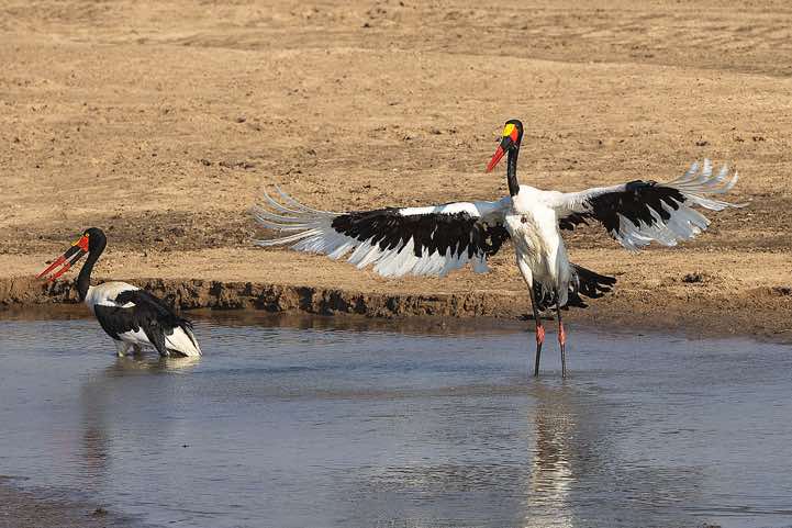 Saddle-billed Storks (Ephippiorhynchus Senegalensis), South Luangwa National Park