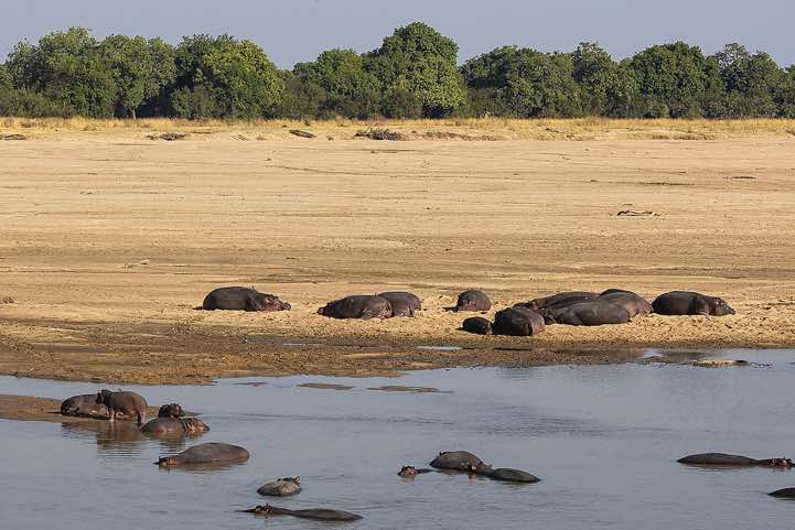 Hippos (Hippopotamus Amphibius), South Luangwa National Park