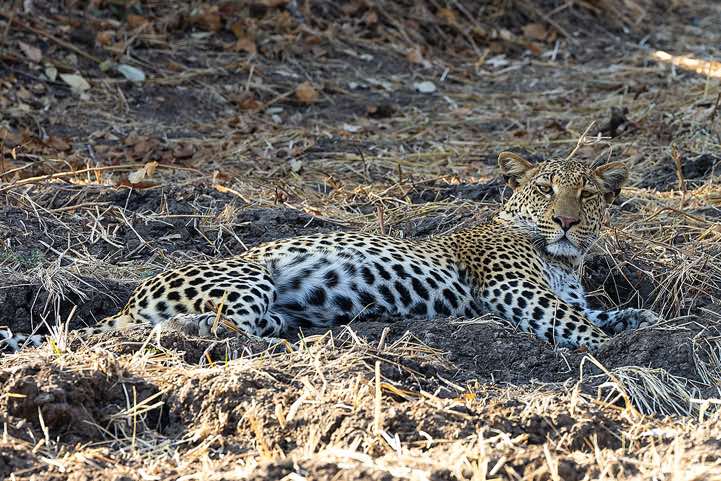Leopard (Panthera Pardus), South Luangwa National Park