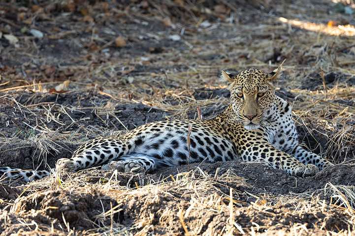Leopard (Panthera Pardus), South Luangwa National Park