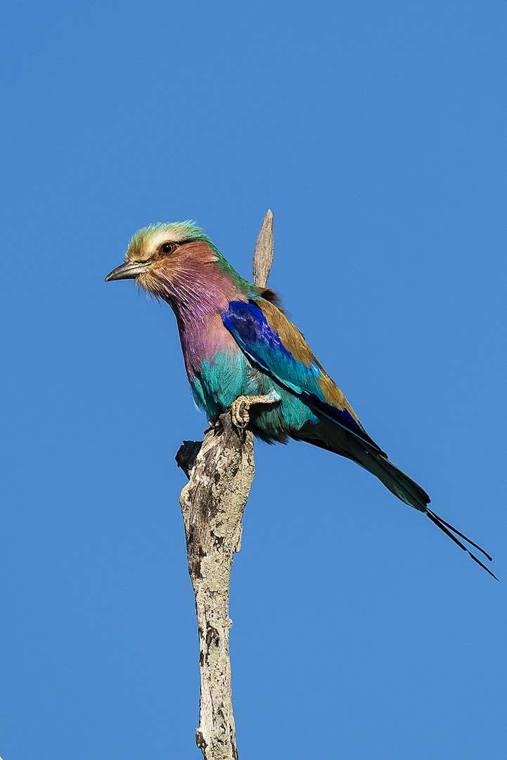 Lilac-breasted Roller (Coracias Caudatus), South Luangwa National Park