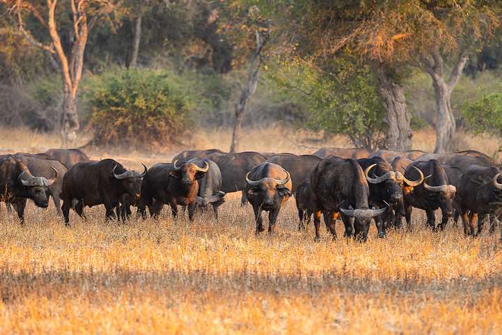 Herd of African Buffalo (Syncerus Caffer), South Luangwa National Park
