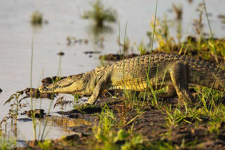 Nile Crocodile (Crocodylus Niloticus), Zambezi River, near Lower Zambezi National Park