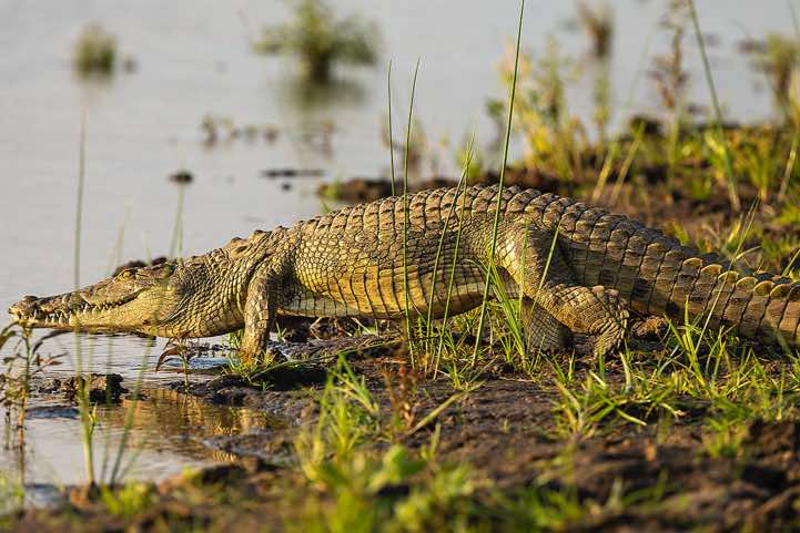Nile Crocodile (Crocodylus Niloticus), Zambezi River, near Lower Zambezi National Park