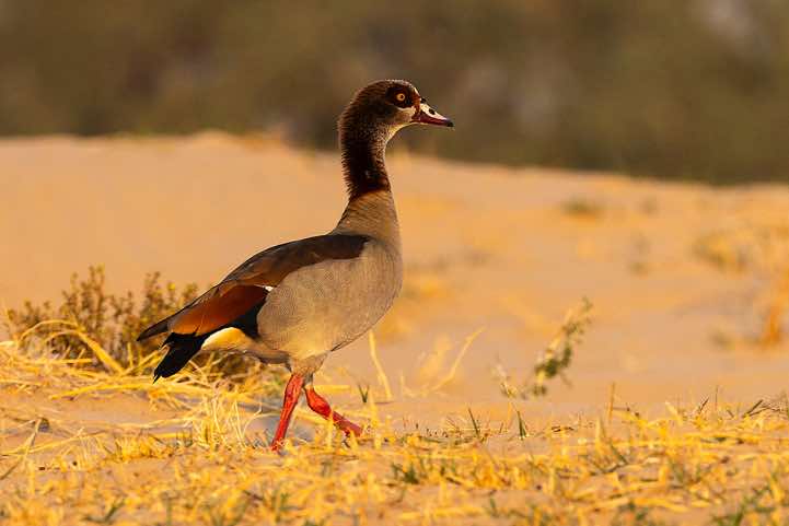 Egyptian Goose (Alopochen Aegyptiaca) on the banks of the Zambezi River, near Lower Zambezi National Park