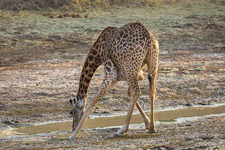 Thornicroft's Giraffe (Giraffa Camelopardalis Thornicrofti), South Luangwa National Park