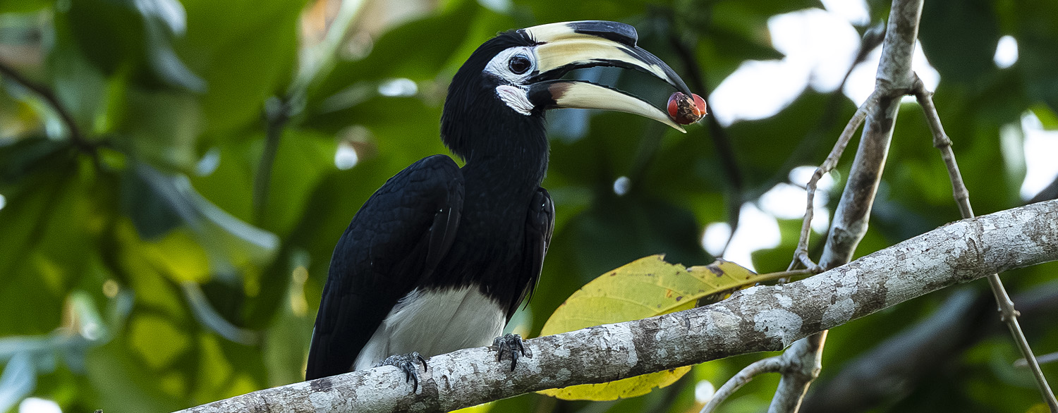 Oriental Pied Hornbill (Anthracoceros albirostris), Kinabatangan River, Eastern Sabah, Borneo