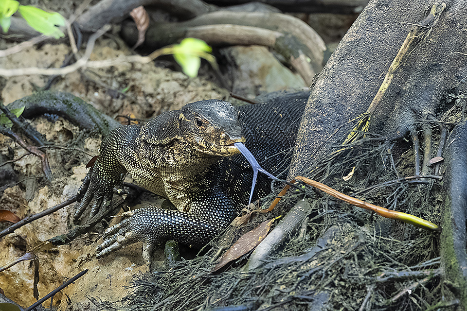 Asian Water Monitor (Varanus salvator), Kinabatangan River, Eastern Sabah, Borneo