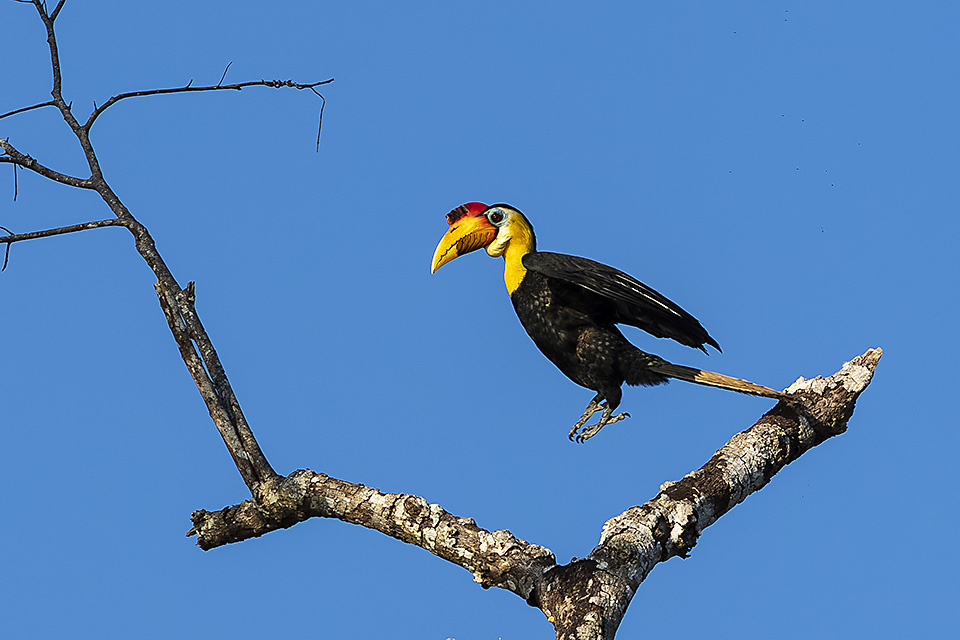 Wrinkled Hornbill (Rhabdotorrhinus corrugatus), Kinabatangan River, Eastern Sabah, Borneo