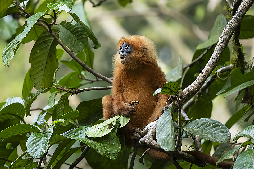 Red Leaf Monkey (Presbytis rubicunda), Danum Valley, Sabah, Borneo