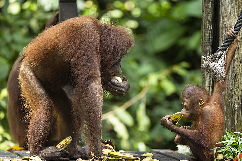 Bornean Orangutan (Pongo pygmaeus), mother with child, Sepilok Orangutan Rehabilitation Centre, Sabah, Borneo