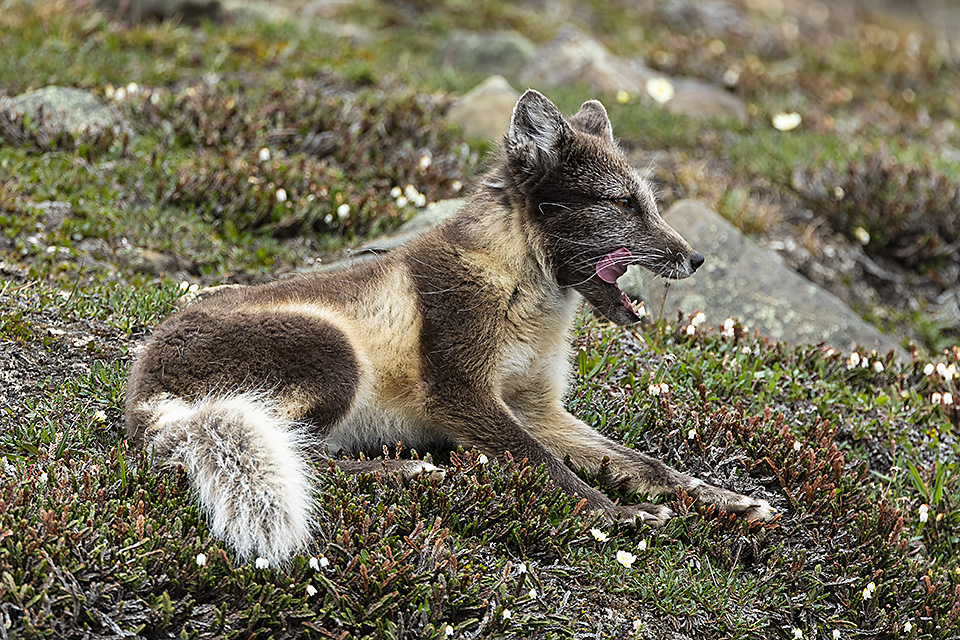 Arctic fox (Vulpes lagopus) in its summer coat, Longyearbyen, Svalbarg, Arctic