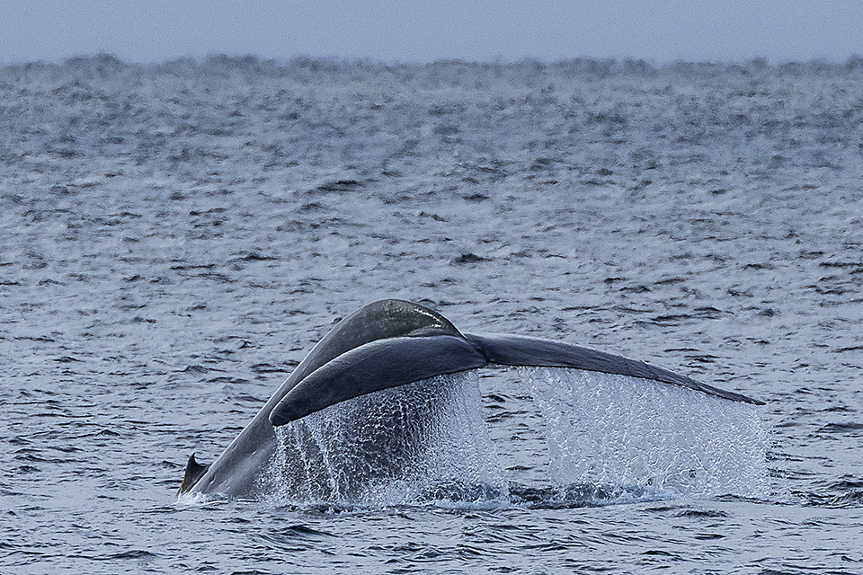 Blue whale (Balaenoptera musculus) shows its tail fin before diving, Svalbarg, Arctic